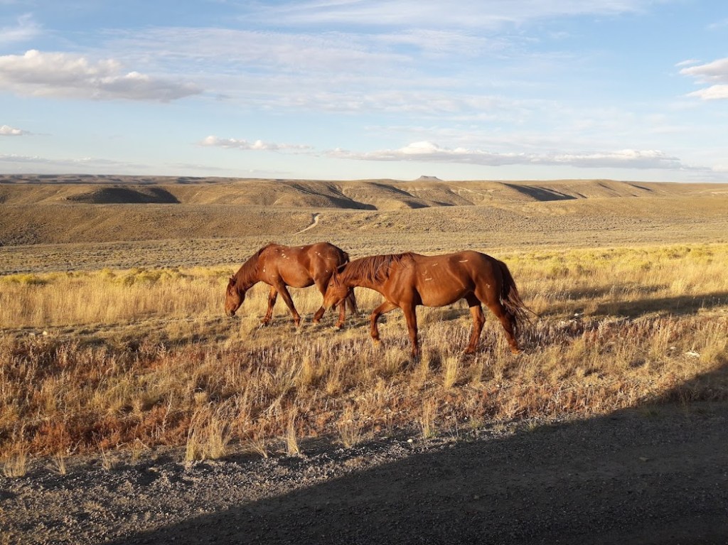 Two brown horses grazing in a grassy field with rolling hills in the background under a blue sky.
